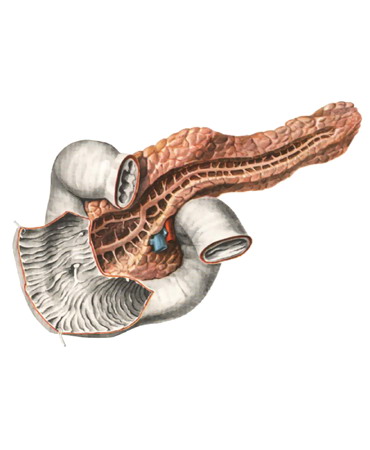 Поджелудочная железа (pancreas), двенадцатиперстная кишка (duodenum), желчный пузырь (vesica fellea) и желчевыводящие пути